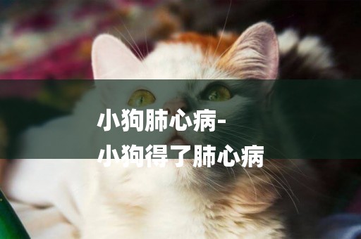 小狗肺心病-
小狗得了肺心病