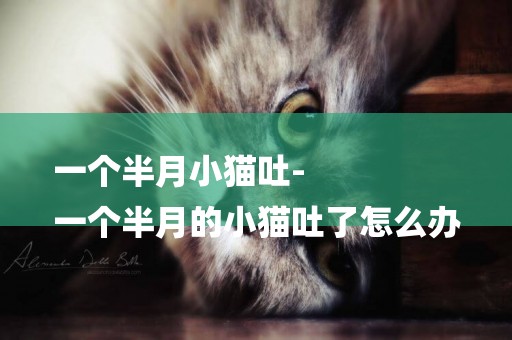 一個半月小貓吐-
一個半月的小貓吐了怎么辦