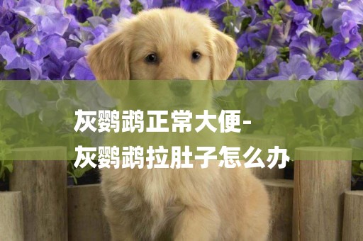 灰鸚鵡正常大便-
灰鸚鵡拉肚子怎么辦