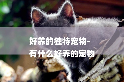 好養的獨特寵物-
有什么好養的寵物