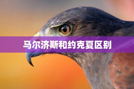 馬爾濟斯和約克夏區別