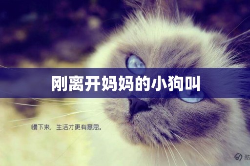 剛離開媽媽的小狗叫