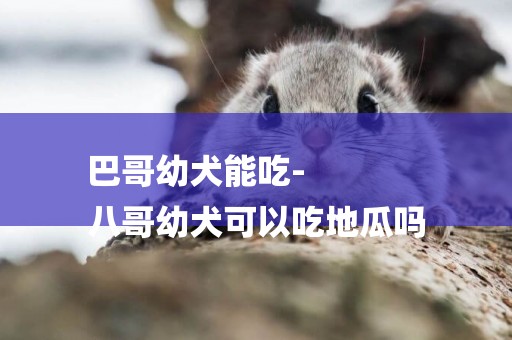 巴哥幼犬能吃-
八哥幼犬可以吃地瓜嗎