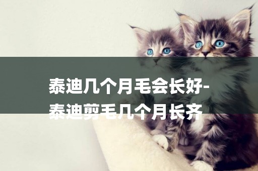 泰迪幾個月毛會長好-
泰迪剪毛幾個月長齊