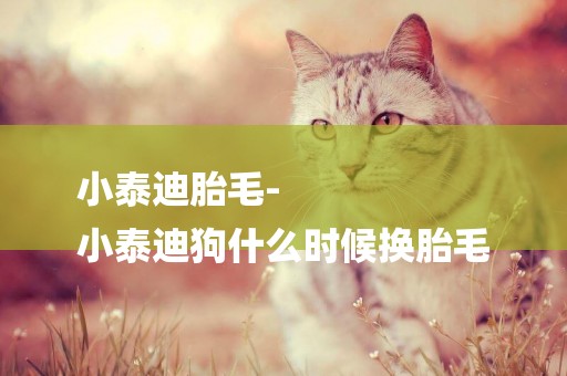 小泰迪胎毛-
小泰迪狗什么時候換胎毛