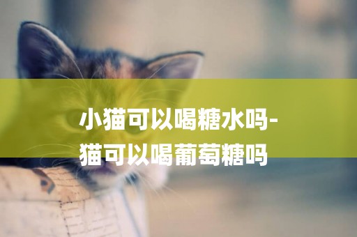 小貓可以喝糖水嗎-
貓可以喝葡萄糖嗎