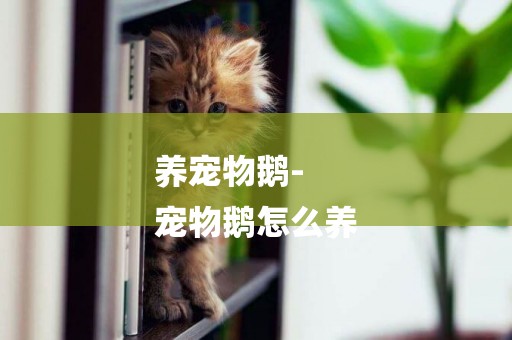 養寵物鵝-
寵物鵝怎么養