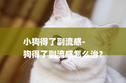 小狗得了副流感-
狗得了副流感怎么治？