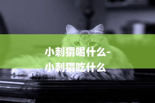 小刺猬喝什么-
小刺猬吃什么