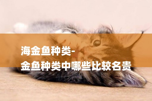 海金魚種類-
金魚種類中哪些比較名貴