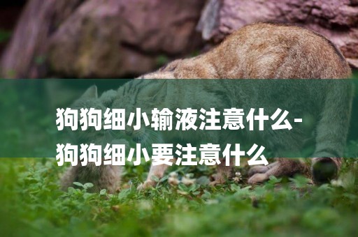 狗狗細小輸液注意什么-
狗狗細小要注意什么