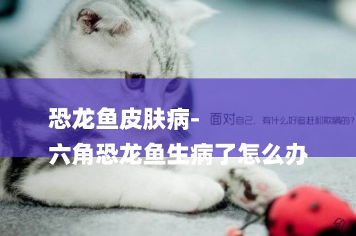 恐龍魚皮膚病-
六角恐龍魚生病了怎么辦