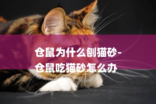 倉鼠為什么刨貓砂-
倉鼠吃貓砂怎么辦