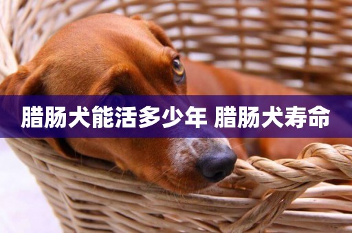 臘腸犬能活多少年 臘腸犬壽命