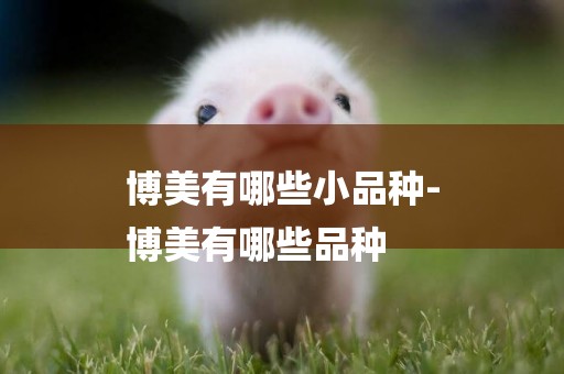 博美有哪些小品種-
博美有哪些品種