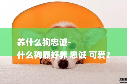 養什么狗忠誠-
什么狗最好養 忠誠 可愛？