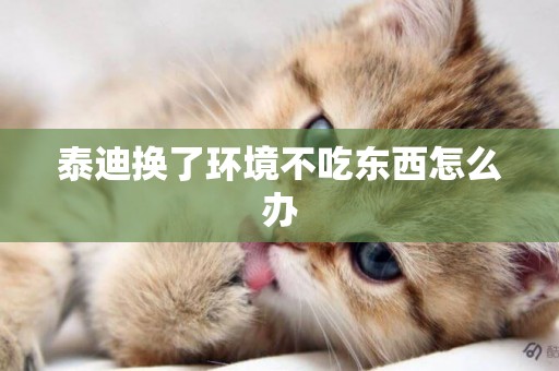 泰迪換了環境不吃東西怎么辦
