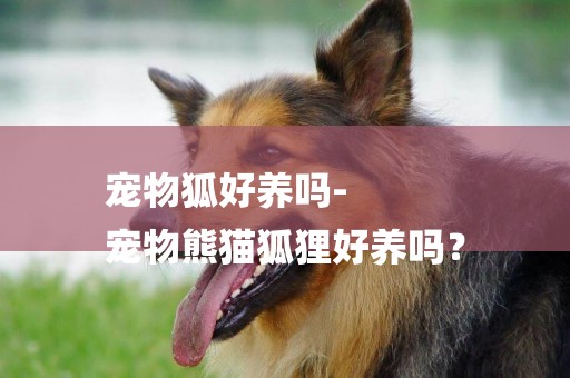 寵物狐好養嗎-
寵物熊貓狐貍好養嗎？
