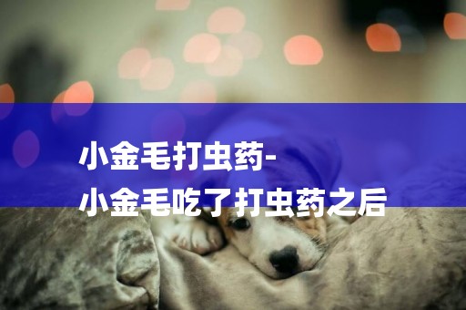 小金毛打蟲藥-
小金毛吃了打蟲藥之后