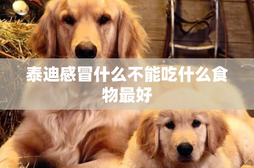 泰迪感冒什么不能吃什么食物最好