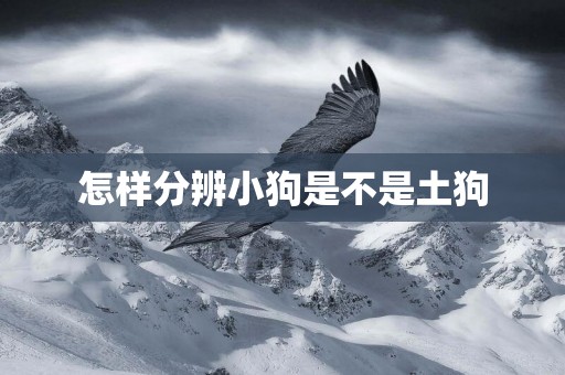 怎樣分辨小狗是不是土狗