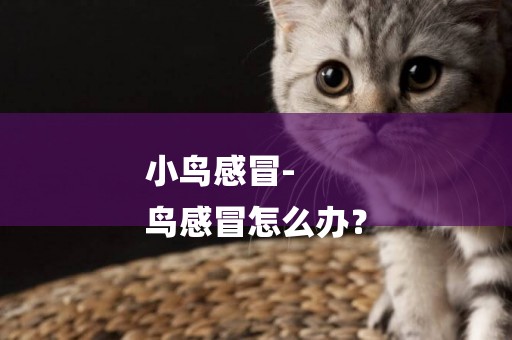 小鳥感冒-
鳥感冒怎么辦？