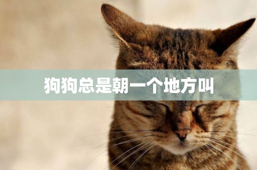 狗狗總是朝一個地方叫