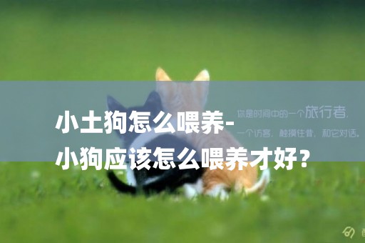 小土狗怎么喂養-
小狗應該怎么喂養才好？