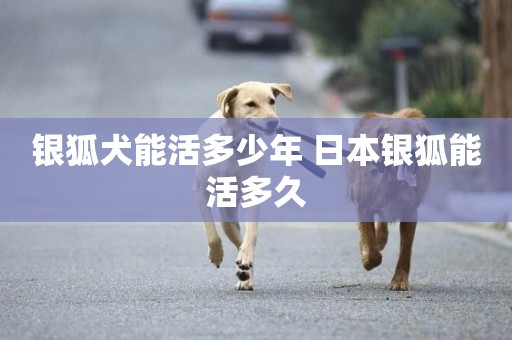 銀狐犬能活多少年 日本銀狐能活多久