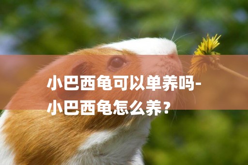 小巴西龜可以單養嗎-
小巴西龜怎么養？
