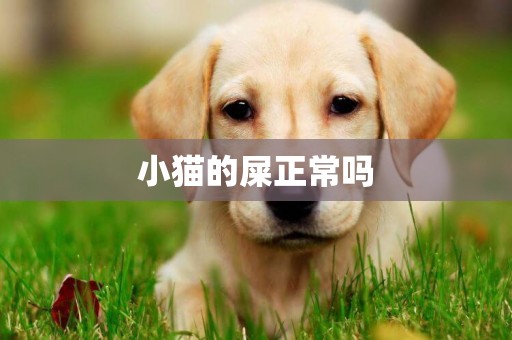 小貓的屎正常嗎
