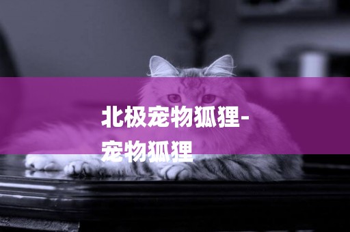 北極寵物狐貍-
寵物狐貍