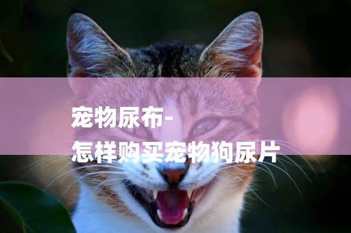 寵物尿布-
怎樣購買寵物狗尿片