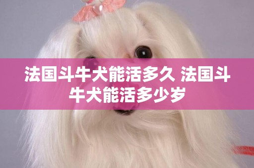 法國斗牛犬能活多久 法國斗牛犬能活多少歲