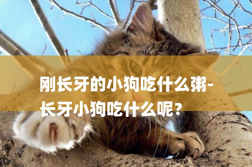 剛長牙的小狗吃什么粥-
長牙小狗吃什么呢？