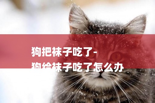 狗把襪子吃了-
狗給襪子吃了怎么辦