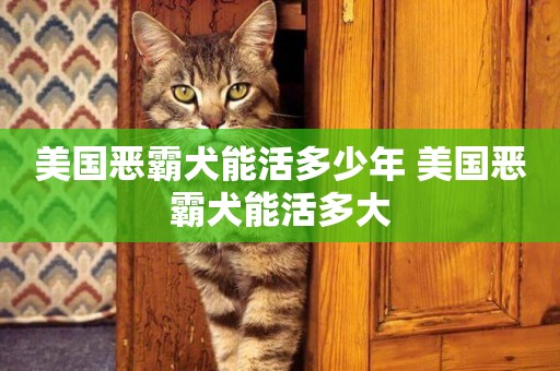 美國惡霸犬能活多少年 美國惡霸犬能活多大
