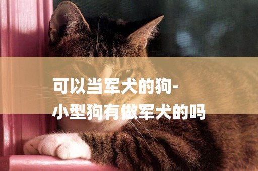 可以當軍犬的狗-
小型狗有做軍犬的嗎