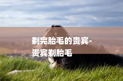 剃完胎毛的貴賓-
貴賓剃胎毛