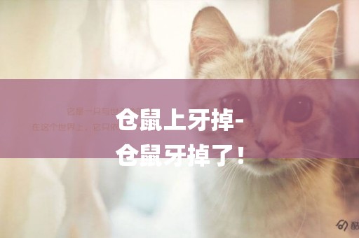 倉鼠上牙掉-
倉鼠牙掉了！