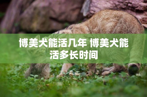 博美犬能活幾年 博美犬能活多長時間