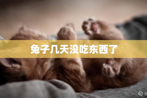 兔子幾天沒吃東西了