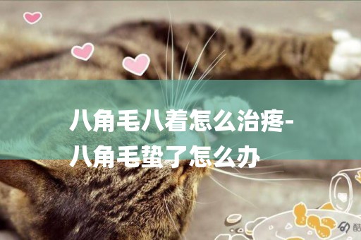 八角毛八著怎么治疼-
八角毛蟄了怎么辦