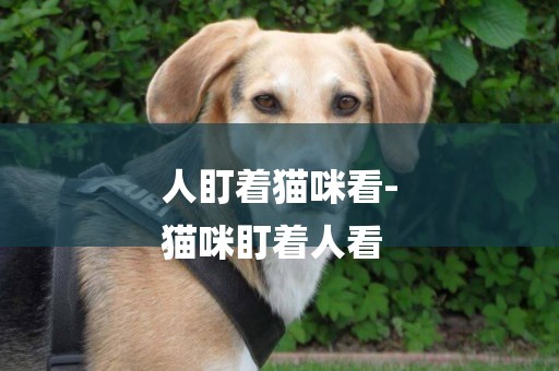 人盯著貓咪看-
貓咪盯著人看