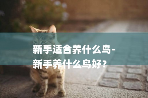 新手適合養什么鳥-
新手養什么鳥好？