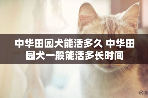 中華田園犬能活多久 中華田園犬一般能活多長時間
