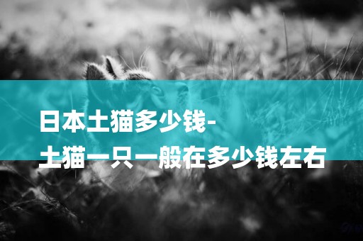 日本土貓多少錢-
土貓一只一般在多少錢左右