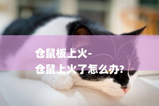 倉鼠板上火-
倉鼠上火了怎么辦?