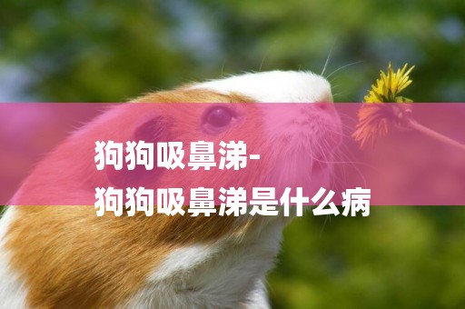 狗狗吸鼻涕-
狗狗吸鼻涕是什么病