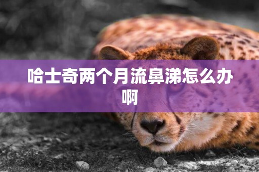 哈士奇兩個月流鼻涕怎么辦啊